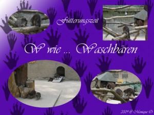 w-wie-waschbär