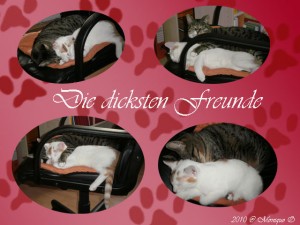 Dicke-Freunde Dicke-Freunde