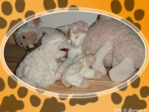 versteckelt versteckelt