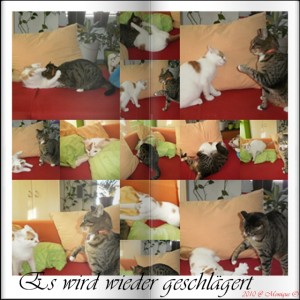 Schlägerei Schlägerei