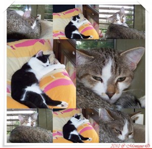 Mucki & Charlie